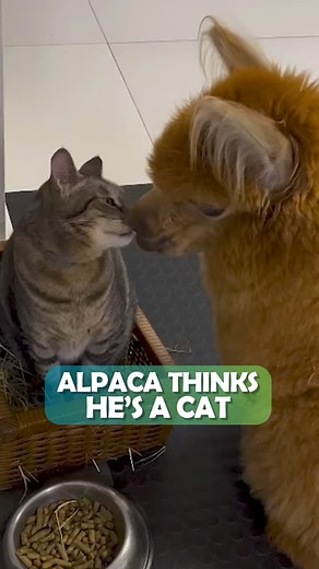 Sassy Alpaca falls in love with his cat brother. Owners can't believe it 💝 #alpaca #petfriends #cuddlebuddies | Cuddle Buddies
