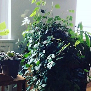 Harmonica stupidity. Mother Nature Be Breathing Hard In Brooklyn yo! #mothernature #tropicalstorm #brooklyn | Messiahsez