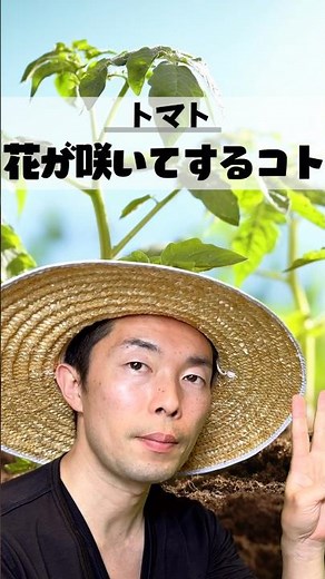 【トマト】花が咲いたらすぐやること3つ！これを知らないと実がつかないまま終わります #家庭菜園 #家庭菜園初心者 #トマト栽培