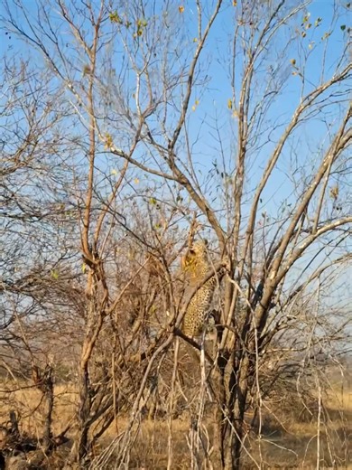 Leopards Team Up for Thrilling Chase in South Africa