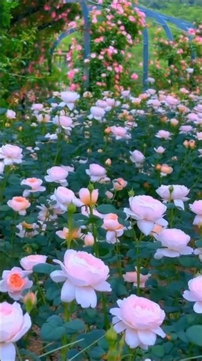 Beautiful Flower Garden with Relaxing Music | Peaceful Nature Scenery 🌸 | shorts