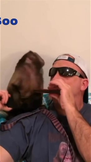 Monkey playing the blues #monkey #blues #music #cute | MonkeyBoo