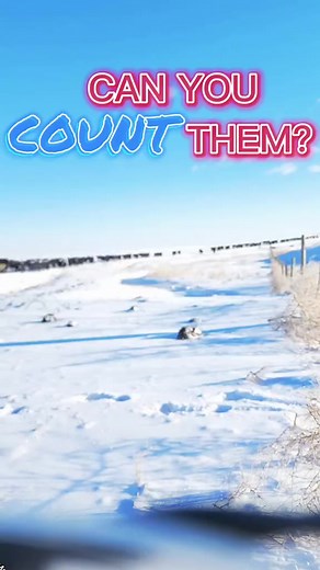13K views · 140 reactions | Moving cows can be therapeutic or a nightmare. It's an amazing sight to watch them move in a group. | 1HandnFarming | Facebook