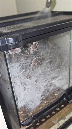 watering #tarantula #spider