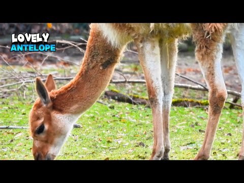 Great Antelope Having Some Food