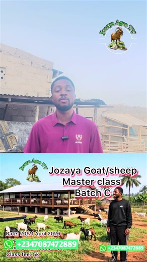 Goat/sheep master class Alart ! 🔥