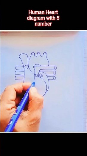Human Heart diagram with 5 number #heart #humanheart #shorts #shortfeed