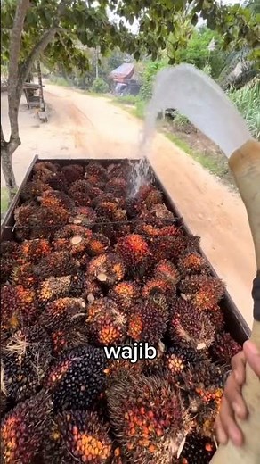 Penyiraman buah sawit di truck #petanimilenial #sawit #fyp #