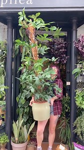 #weekendsareforplantshopping so it's time to support your local plant shop! 🌿... Sharing the cool a female-owned @pileaplantshop to honour #internationalwomensday 🌵🌴🌱🌿🍀 #urbanjunglebloggers | Urban Jungle Bloggers