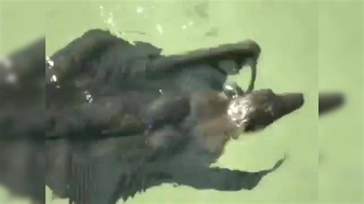 Viral video of a bat swimming gracefully at Chandigarh's Rock Garden breaks the internet