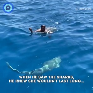 200K views · 363 reactions | This brave man swam past 2 sharks to rescue this tiny bird | Shareably | Facebook