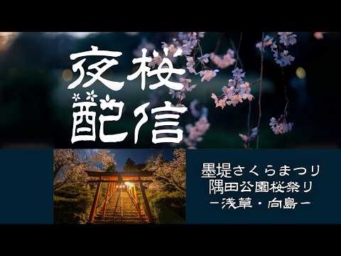 隅田公園の桜 浅草・向島の桜まつり（夜桜ライトアップ配信）2026🌸東京桜の名所🌸【お花見ライブ配信🌸】Asakusa and Mukojima Cherry Blossom Festival