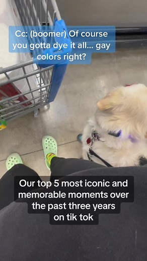 Top 5 Iconic Moments: Service Dog Videos, Funny Interactions & Memorable Clips