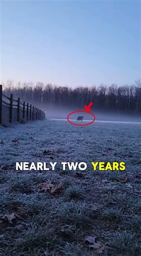 Two Beasts. One Broken Window. A Debt That Lasted Years. 🪟🐺🐆#shorts