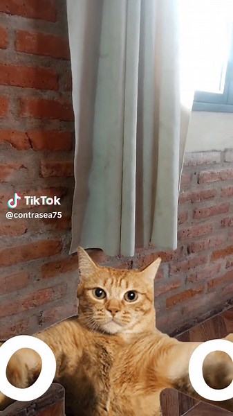 Descubre las Contraseñas de Toca Boca