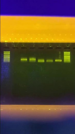電気泳動の可視化 高校生物実験