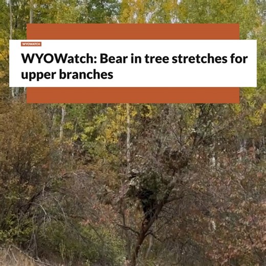 Behold: the world’s fluffiest yoga instructor! Watch as this bear stretches for the higher branches — a small, magical moment that reminds us how lucky we are to share a home with this wild wonder. Let’s never take these glimpses for granted. These beings are not just “cute footage” , they’re vital threads in the Greater Yellowstone tapestry. They deserve our respect, protection, and awe. See more from Jackson Hole Buckrail here: https://buckrail.com/wyowatch-bear-in-tree-stretches-for-upper-bra