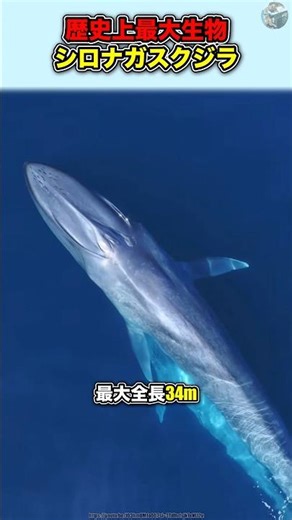歴史上最大生物【シロナガスクジラ】#動物 #豆知識#雑学 #クジラ #シロナガスクジラ