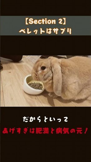 【衝撃】ペレットは主食じゃない！？うさぎの寿命を守る正しい量 #うさぎ#うさぎのいる暮らし#ペレット#うさぎの餌#うさぎの健康#ペット#うさぎ好きさんと繋がりたい#ペット#rabbit#癒し#かわいい