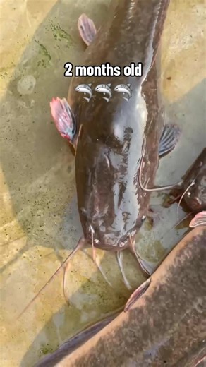 Dacatalyst Farms: Nurturing 2-Month-Old Sharks