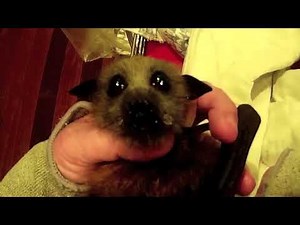 Rescuing a baby batty who was stuck in a pool enclosure; this is Apropos