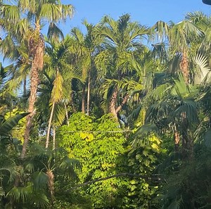 12 Fun Things to Do in Key West, Key West, Florida