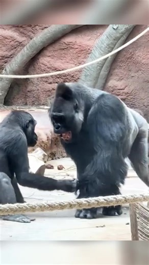 family gorilla #usa #gorilla #foryou #foryoupage #fypシ