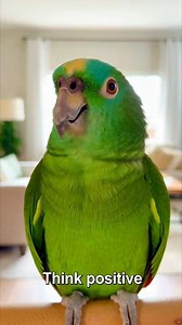 🦜✨ Think positive, stay calm, and keep going. Good things are coming your way 💚 #ThinkPositive #DailyMotivation #GoodVibes | Talking Parrots
