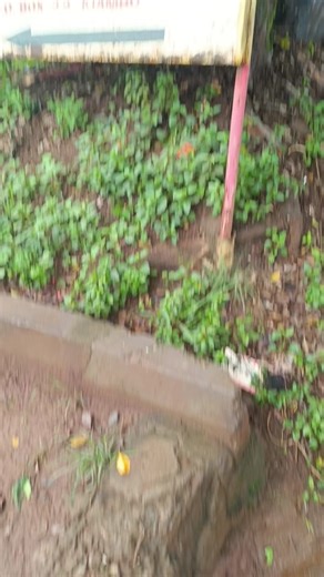 Effective Cockroach and Pest Control Services in Kenya