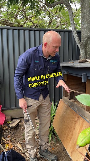 SNAKE IN CHICKEN COOP?!?! 🐍 Stu was called to a Job in Buderim to relocate a Coastal Carpet Python that had made its way into a homeowners chicken coop! Can you guess what it has inside its belly??! 🥚🐓🐍 . . . . . #snake #wildlife #australia #reptile #snakecatcher #snakes #qld #sunshinecoast #nonvenomous #carpetpython