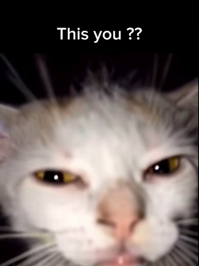 Samsung and Cute Cats: Fun Moments Caught in 8K