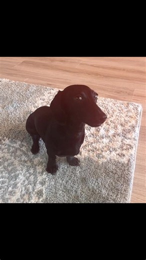 FINAL DOG. || @gia🖤 #memeedit #dogsoftiktok #funnyedit #dog #animals . . . . HIGH QUALITY EDIT OF “BARK IF I HAVE A FAT”DOG, MEME EDIT, ALL ORIGINAL CONTENT!!!