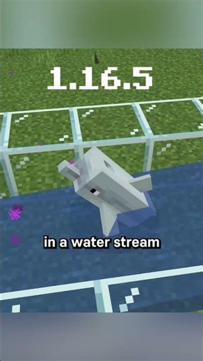 dolphins break