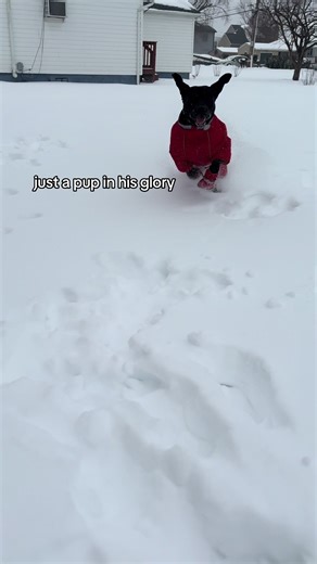 Boy Enjoys Snowy Day with Labrador