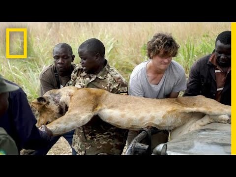 Lion Falls From Tree During Rescue From a Wire Snare Injury | National Geographic