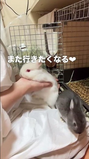 うさぎの抱っこは『おひざにピョン』からはじめよう#うさぎ #うさぎの抱っこ#うさぎのいる暮らし #うさぎの育て方