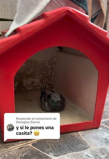 Palomas y sus secretos de vuelo