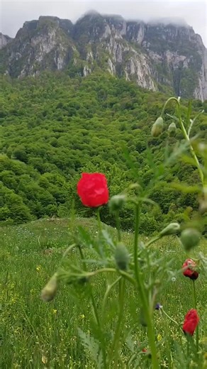 Lush Meadow with Vibrant Red Poppies and Mountains
