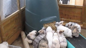 16K views · 491 reactions | We've managed to give the bunny shed a little upgrade, a new level to play on!! wonder who i'll catch up there first! I'm trying the compost bin full of hay to see how they go with it :) Enjoy so pleased with how my shed has came on. | Chelsea's Rabbit Warren | Facebook