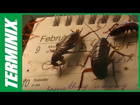 How to Get Rid of Roaches in My House