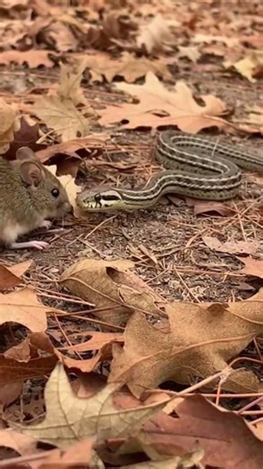 Udah kena target…tapi lolos 😳#shorts #naturevideo #wildlife #hewanliar #animalmoment #viralshorts