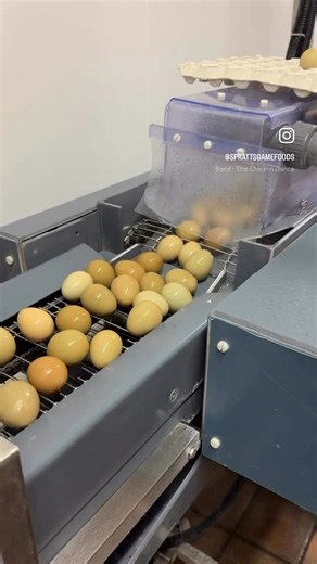 Breeding season is just around the corner 🥚 We have a range of pellets for the breeding season: 🪺Spratts Pre-Breeder 🪺Spratts Cage Breeder 🪺Spratts Pheasant Breeder 🪺Spratts Partridge Breeder 🪺Spratts Duck Breeder Please give Louise a call in 07522233309 if you would like to discuss the diets and get some prices 📱 #sprattsgamefoods #gamefeed #performancecounts | Spratt's Game Foods