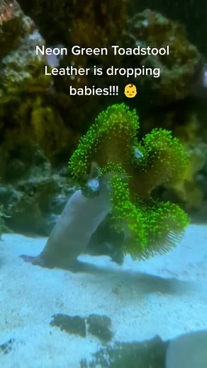 Coral Babies: Toadstool Leather's Exciting Growth