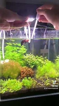 Training betta to jump through hoop (day 5)