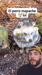 El perro mapache #animales #SabiasQue #curiosidades #perros #mapache | Piénsalo