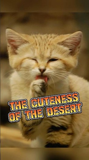 Sand Cat | The Cuteness of The Desert #animalenigmas