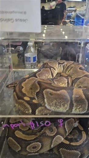 Ball Python Paradise at the Costa Mesa Reptile Show! 🐍Paraíso de Pitones Bola en el show de reptiles