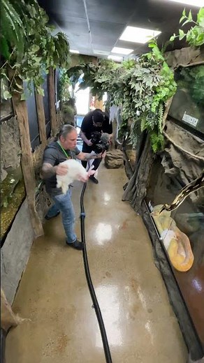 Giant Snake Catches Rabbit!