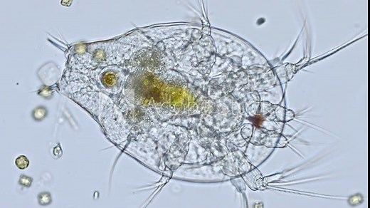 Nauplius larva of a cyclops (copepod) under the microscope