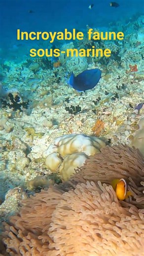 Plongée au cœur de la barrière de corail ! ✨ #scubadiving #nature #travel